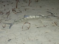 Long Island Bahamas flats fishing