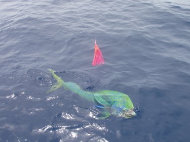 Long Island Bahamas flats fishing